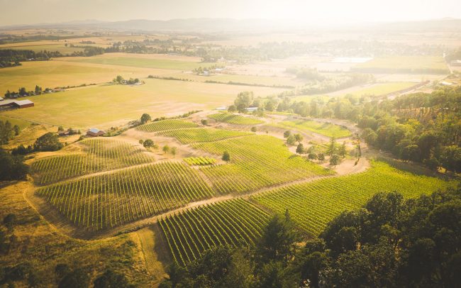 Bird's eye view of vineyards with oak forests around